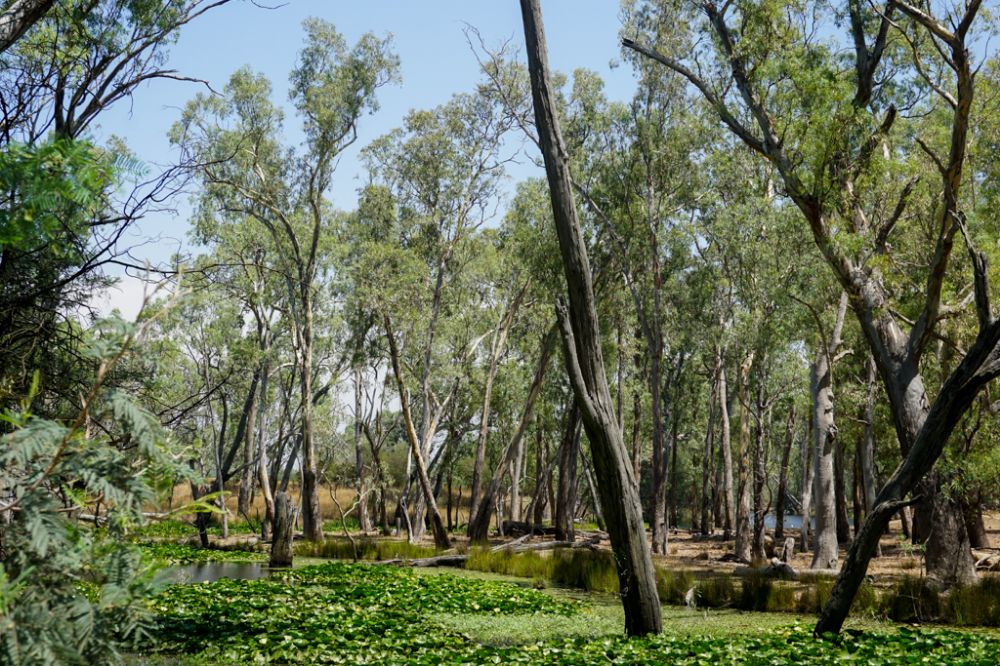 Trees wetlands